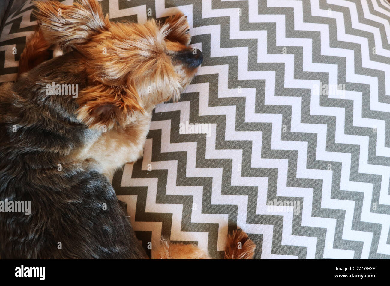Yorkie Terrier dorme sul suo cuscino preferito Foto Stock
