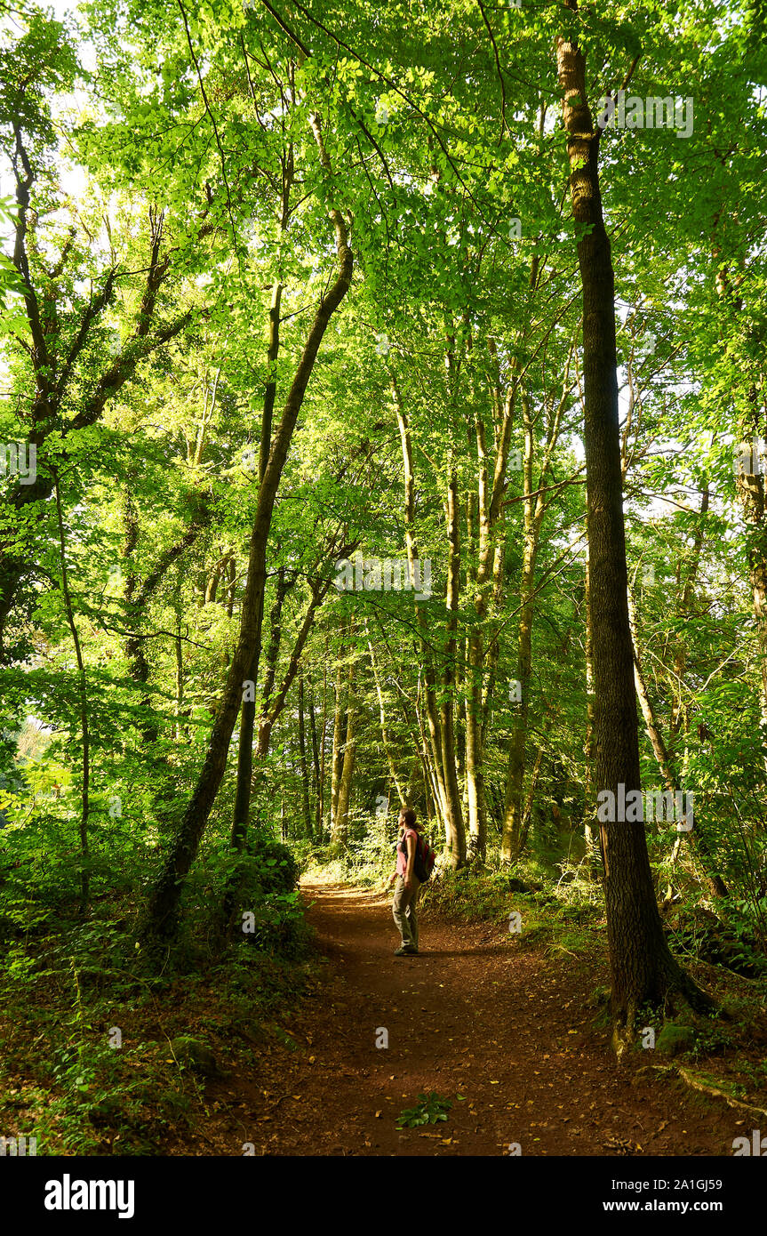 Femmina di escursionisti a piedi in un sentiero di La Fageda d'en Jordà foresta di faggio in Garrotxa Zona Vulcanica parco naturale (Santa Pau, La Garrocha, Girona, Spagna) Foto Stock