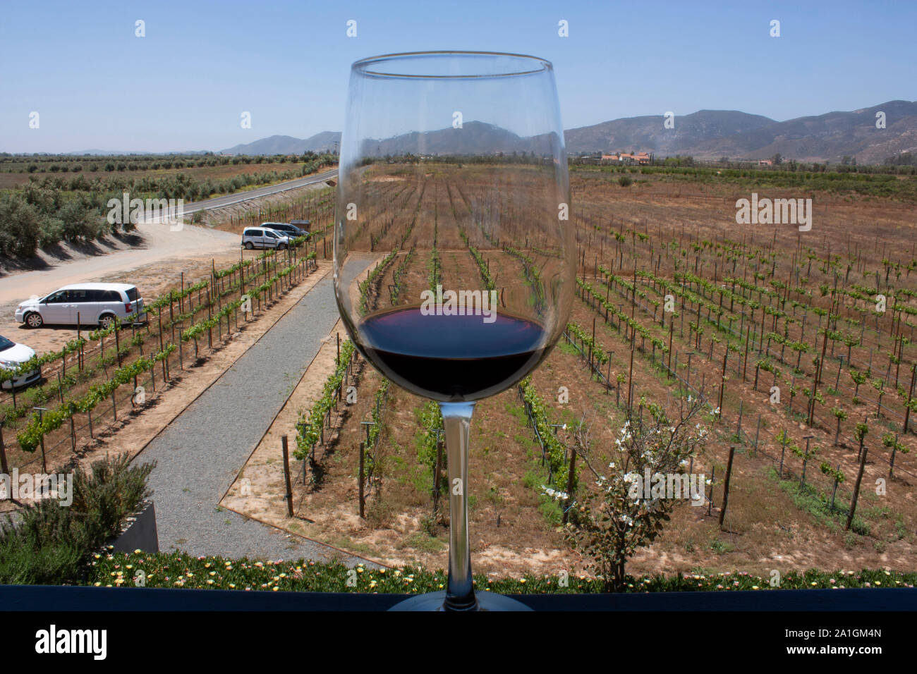 Il vetro con il vino rosso di dare effetto rifrazione verso le foglie di uva attaccato alla pianta cespugli accanto alla strada Foto Stock