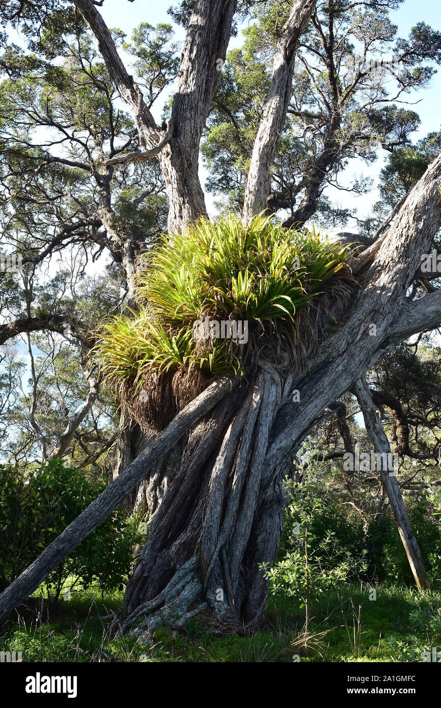 I cluster di grandi dimensioni di kiekie epifite su massive pohutukawa tronco di albero. Foto Stock