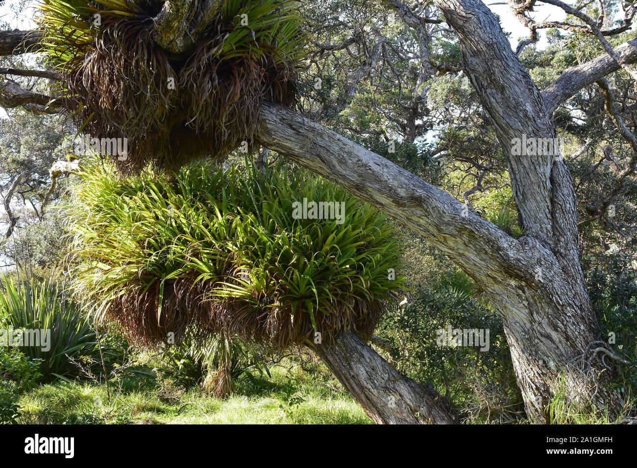 I cluster di grandi dimensioni di kiekie epifite su rami di albero pohutukawa. Foto Stock