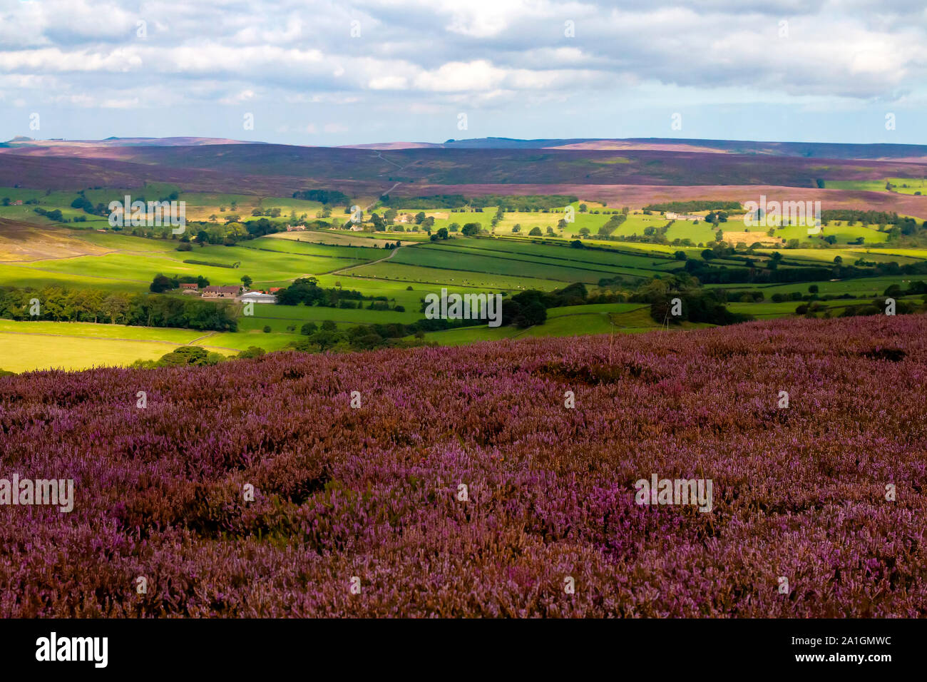 Incredibile campagna inglese nel Yorkshire Moors area. In primo piano, heather cresce in abbondanza Foto Stock