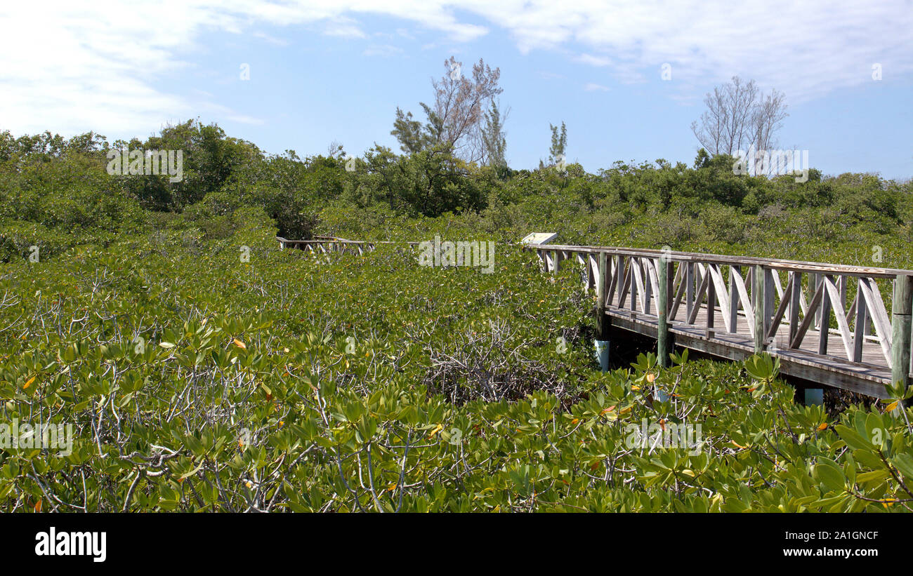 Una passerella in legno attraverso le mangrovie che separano il Grand Bahama Autostrada da Gold Rock Beach sull'isola di Grand Bahama. Foto Stock