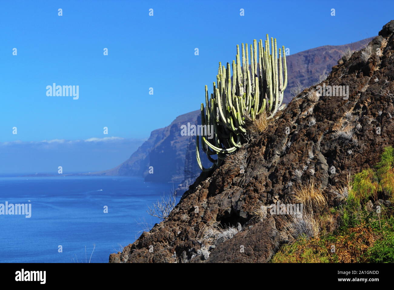 Cactus su scogliere, Acantilados de Los Gigantes , North Shore, isola di Tenerife, Isole Canarie, Spagna 2019 Foto Stock