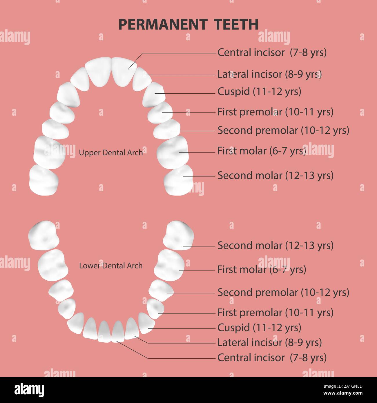 Vettore 3D realistici denti, superiore e inferiore della ganascia per adulti, vista dall'alto. Concetto di anatomia. Ortodontista denti umani, schema grafico. Medical salute orale. Progettazione Illustrazione Vettoriale