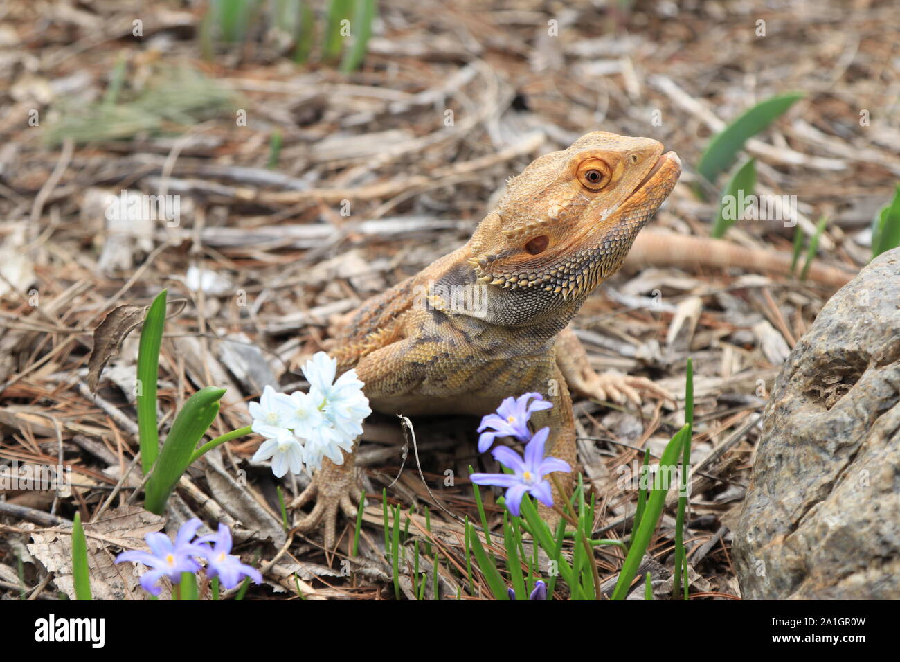 Drago barbuto in giardino Foto Stock