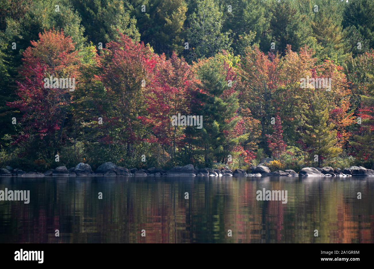 Bellissimi colori rosso e oro e di Ontario del nord in autunno riflettendo in acqua calma Foto Stock