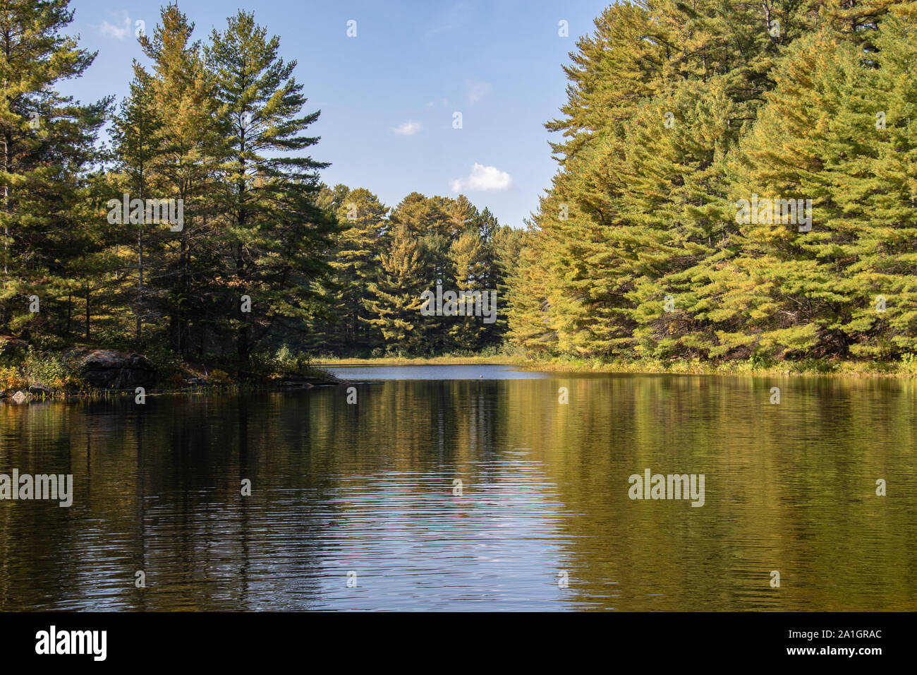 Vista della foresta di Algonquin e cieli da un kaya su di un lago calmo Foto Stock