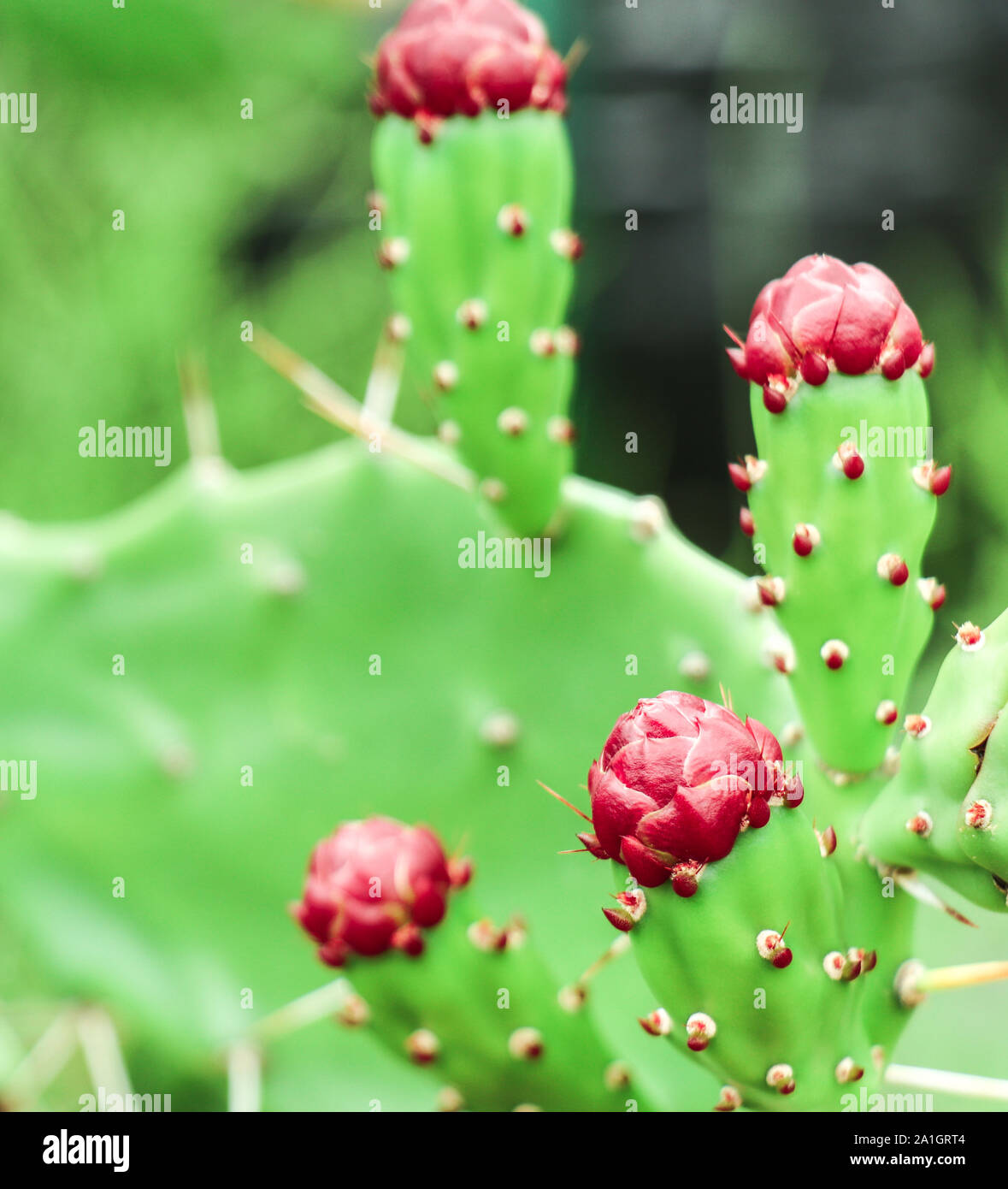 Bellissimi fiori cereus comune nella zona asciutta. Foto Stock