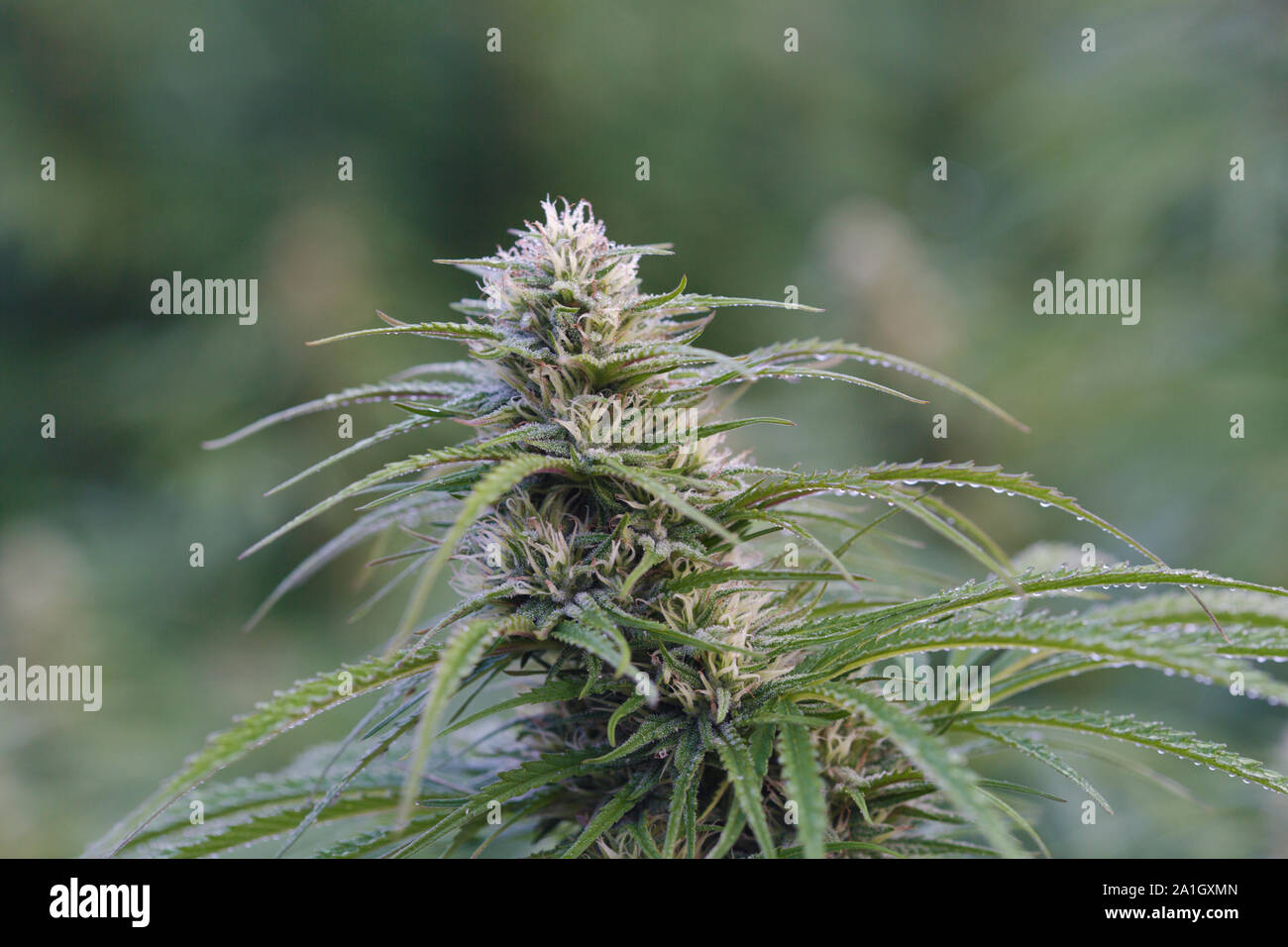 Close-up di fiori di canapa "Cannabis sativa " azienda agricola biologica, ceppo sollevatore, Oregon. Foto Stock