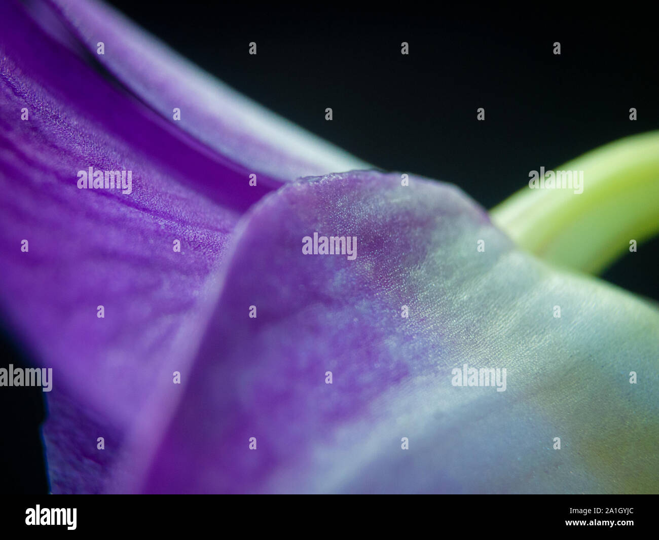 Macro di fiori di orchidee Foto Stock