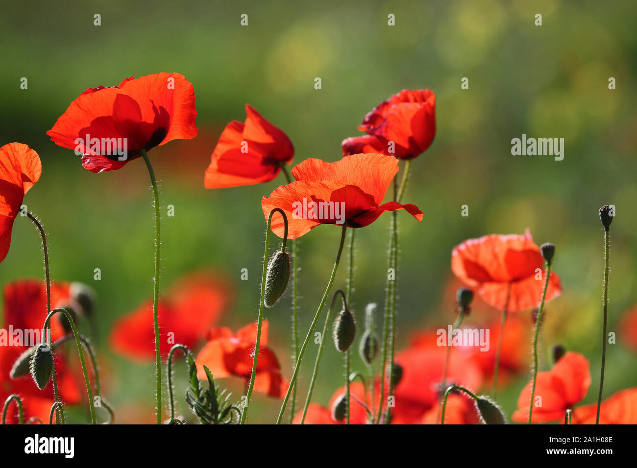 Papaveri in un prato latino Papaver rhoeas con la luce alle spalle in primavera in Italia un ricordo fiore per vittime della guerra e i veterani Foto Stock