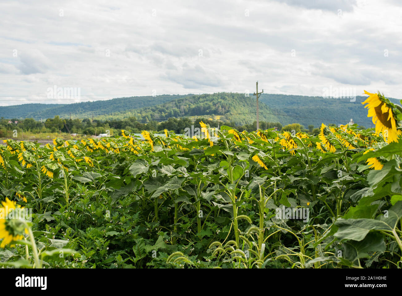 Girasoli fiore verso il sole in un campo in una zona rurale della Pennsylvania, STATI UNITI D'AMERICA Foto Stock
