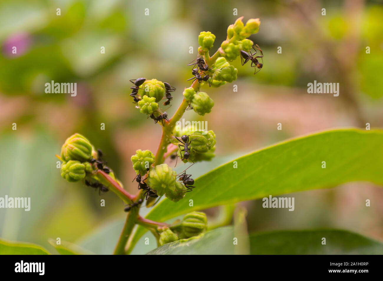 Nero formiche o i bug sul ramo di boccioli di fiori Foto Stock