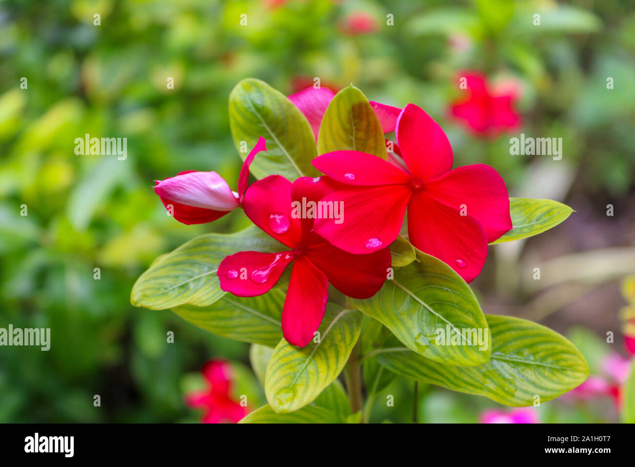 Acqua o gocce di pioggia sulla rossa il Pakistan Catharanthus roseus in giardino Foto Stock