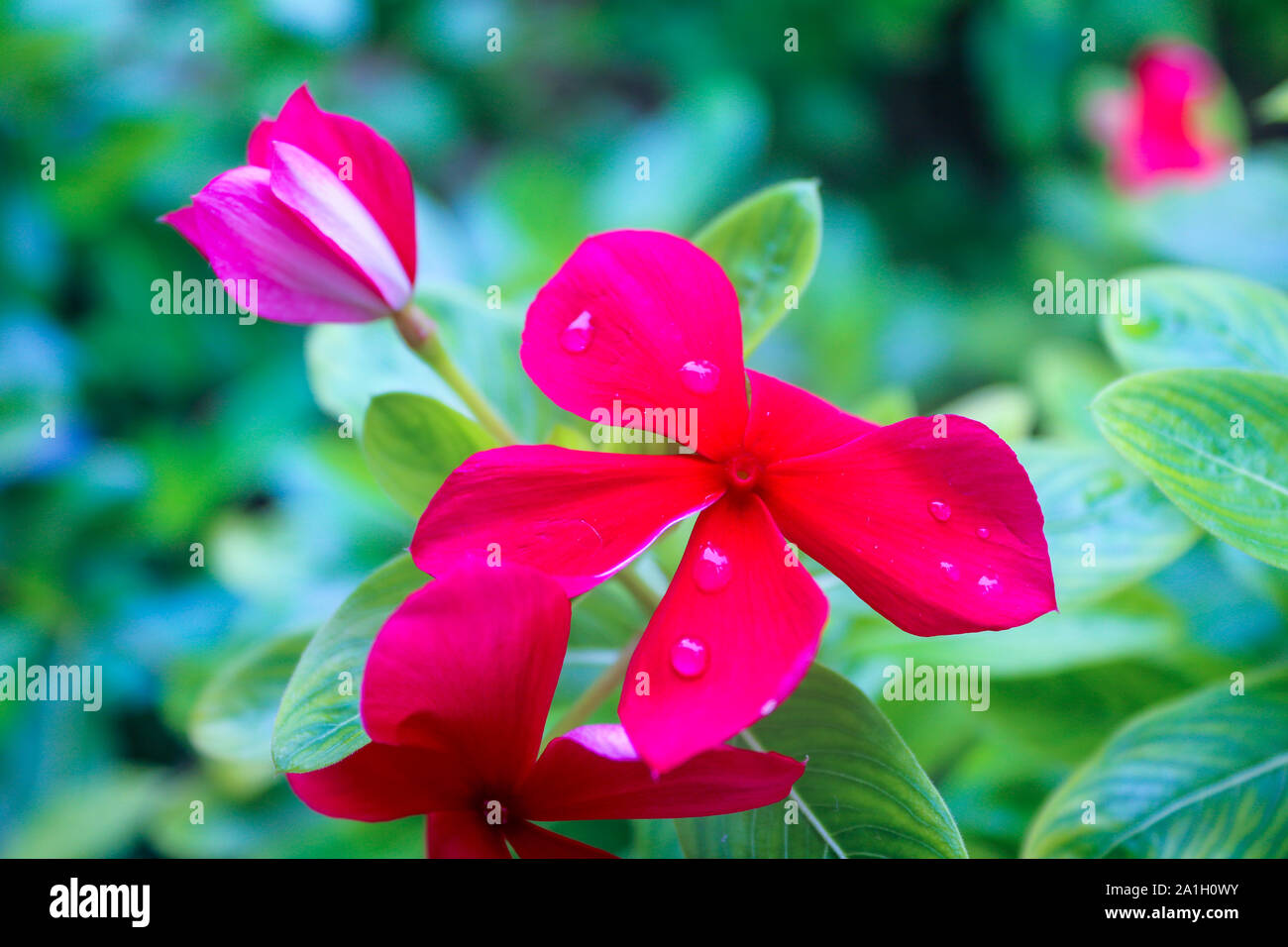 Acqua o gocce di pioggia sulla rossa il Pakistan Catharanthus roseus in giardino Foto Stock