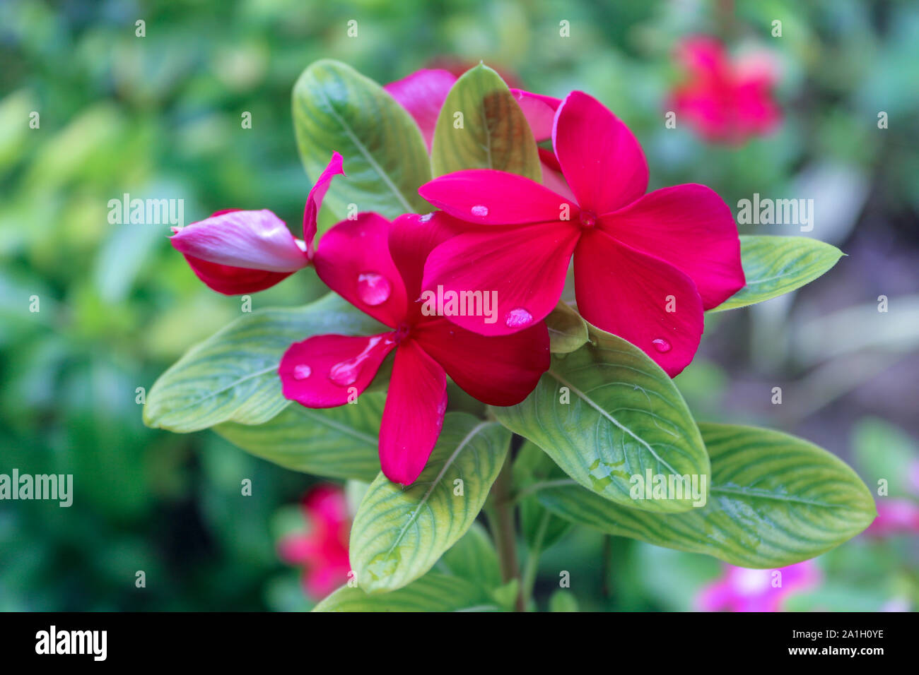 Acqua o gocce di pioggia sulla rossa il Pakistan Catharanthus roseus in giardino Foto Stock
