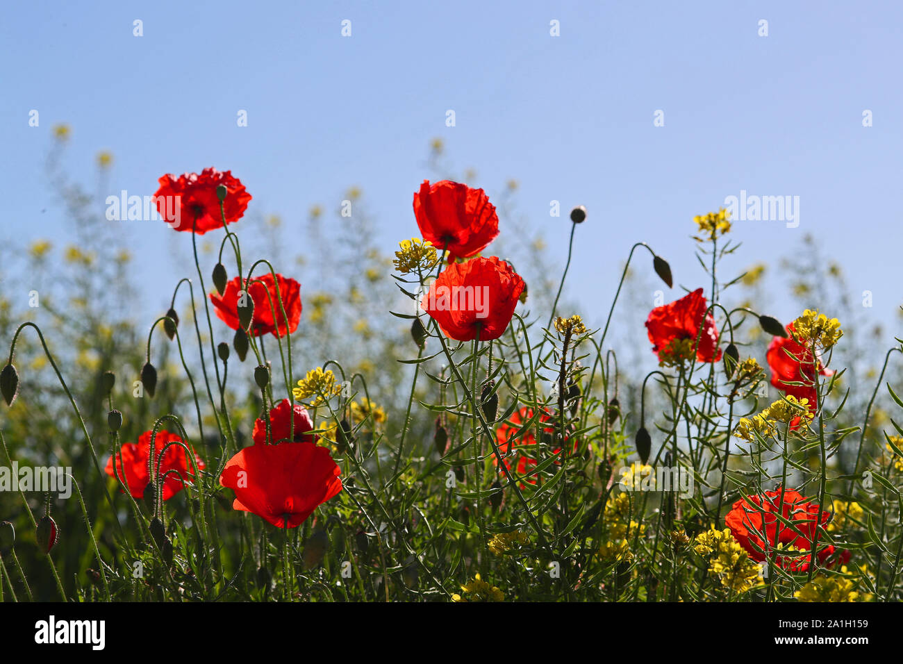 Papaveri in un prato latino Papaver rhoeas con la luce alle spalle in primavera in Italia un ricordo fiore per vittime della guerra e i veterani Foto Stock