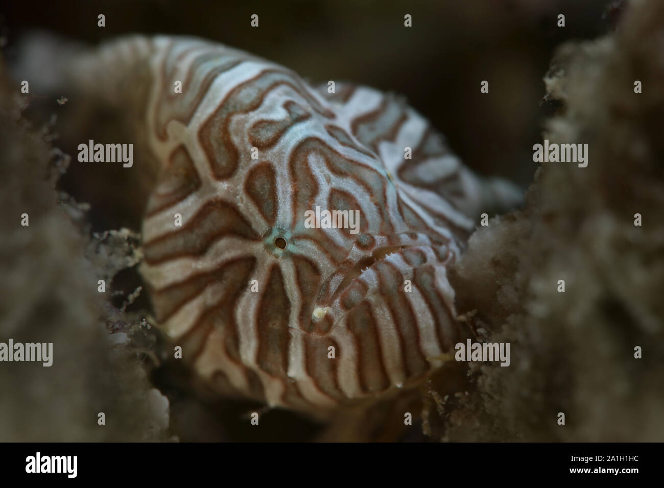 Rana pescatrice psichedelica (Histiophryne psychedelica). La foto è stata scattata nella città di Ambon, Indonesia Foto Stock