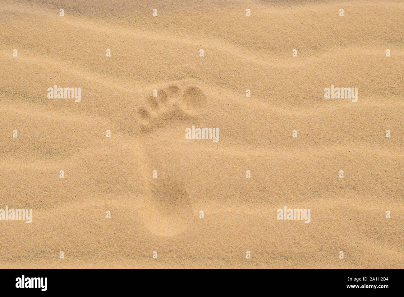 Orme nel deserto o sulla spiaggia di sabbia. Foto Stock