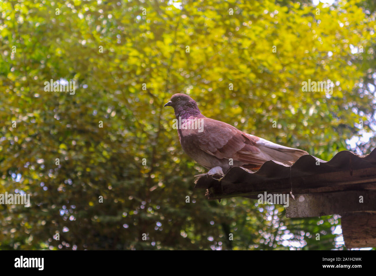 Un piccione marrone sul tetto Foto Stock