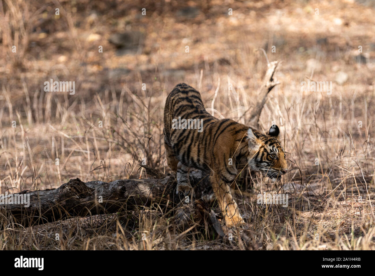 Ranthambore tigre del Bengala Cub giocando sul tronco di albero in bella luce e a caccia di sua madre al mattino safari per il parco nazionale di Ranthambore, India Foto Stock