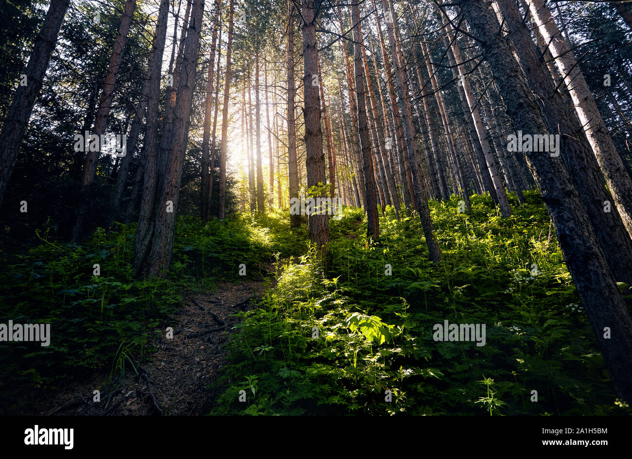 La luce del sole incandescente attraverso i pini nel verde della foresta. Foto Stock