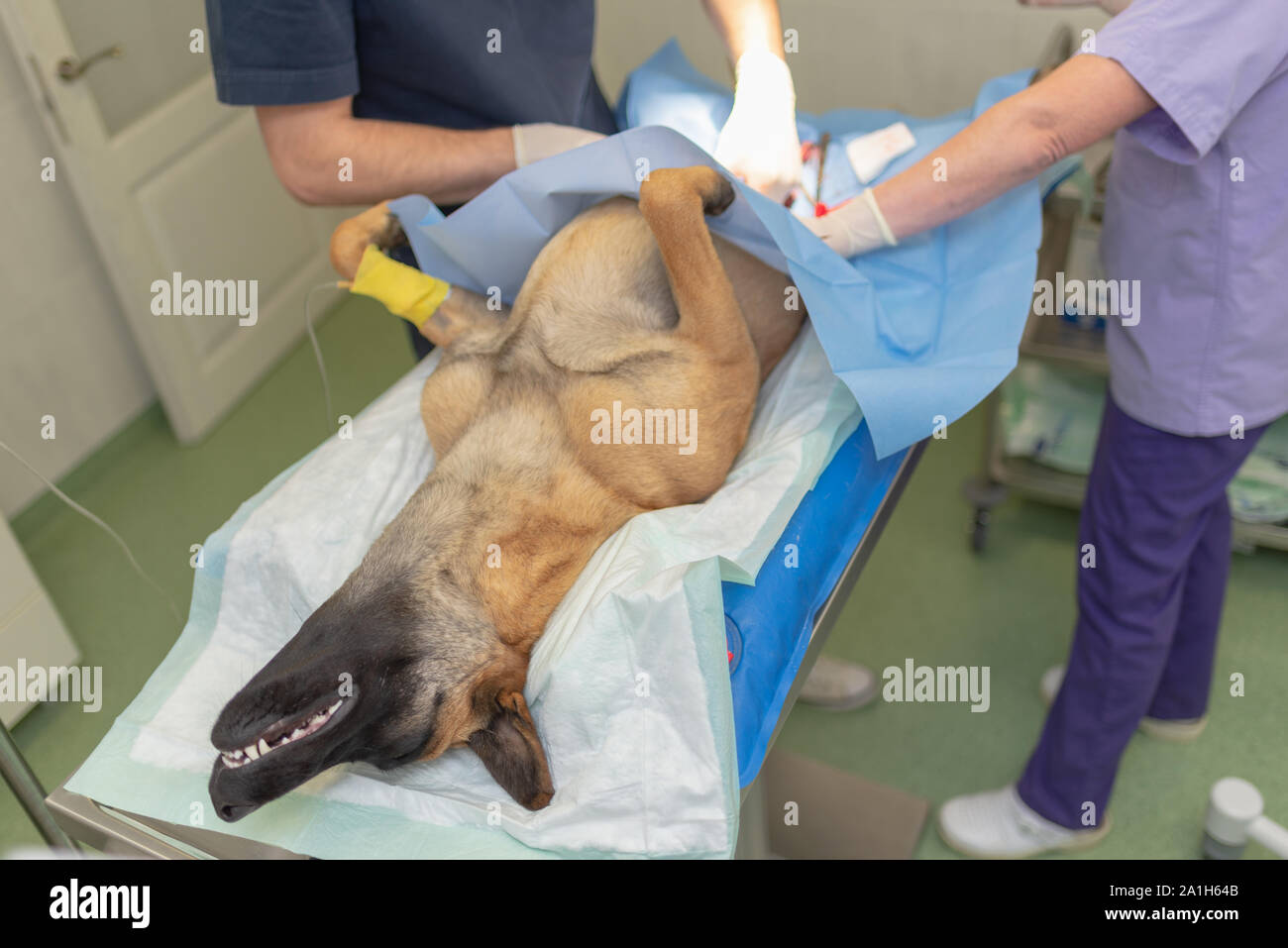 La sterilizzazione del cane sul tavolo chirurgico sotto anestesia generale e dei veterinari. Veterinario eseguire cane chirurgia castrazione.Close up veteri Foto Stock