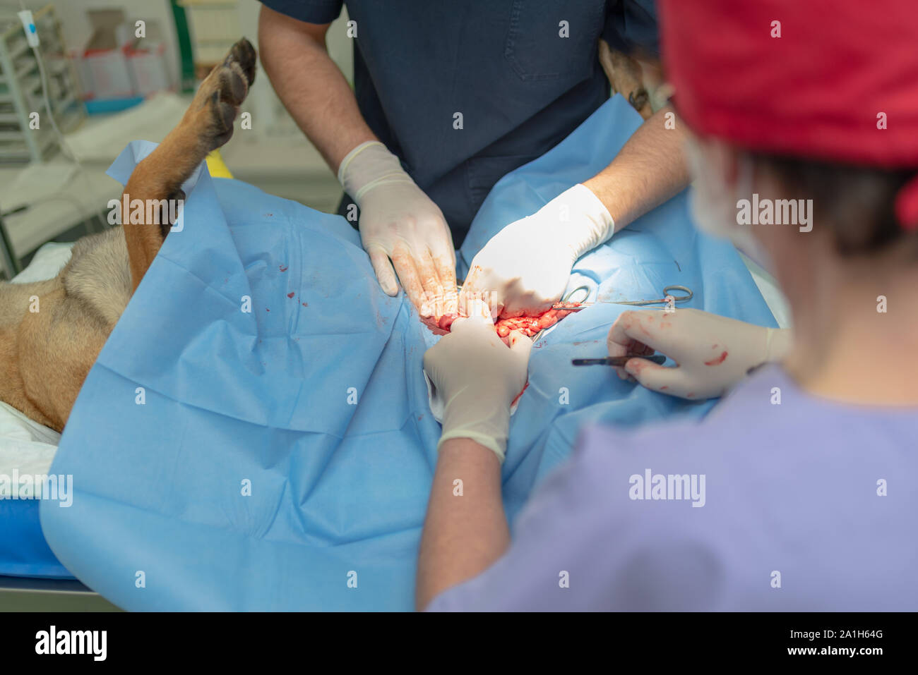 La sterilizzazione del cane sul tavolo chirurgico sotto anestesia generale e dei veterinari. Veterinario eseguire cane chirurgia castrazione.Close up veteri Foto Stock
