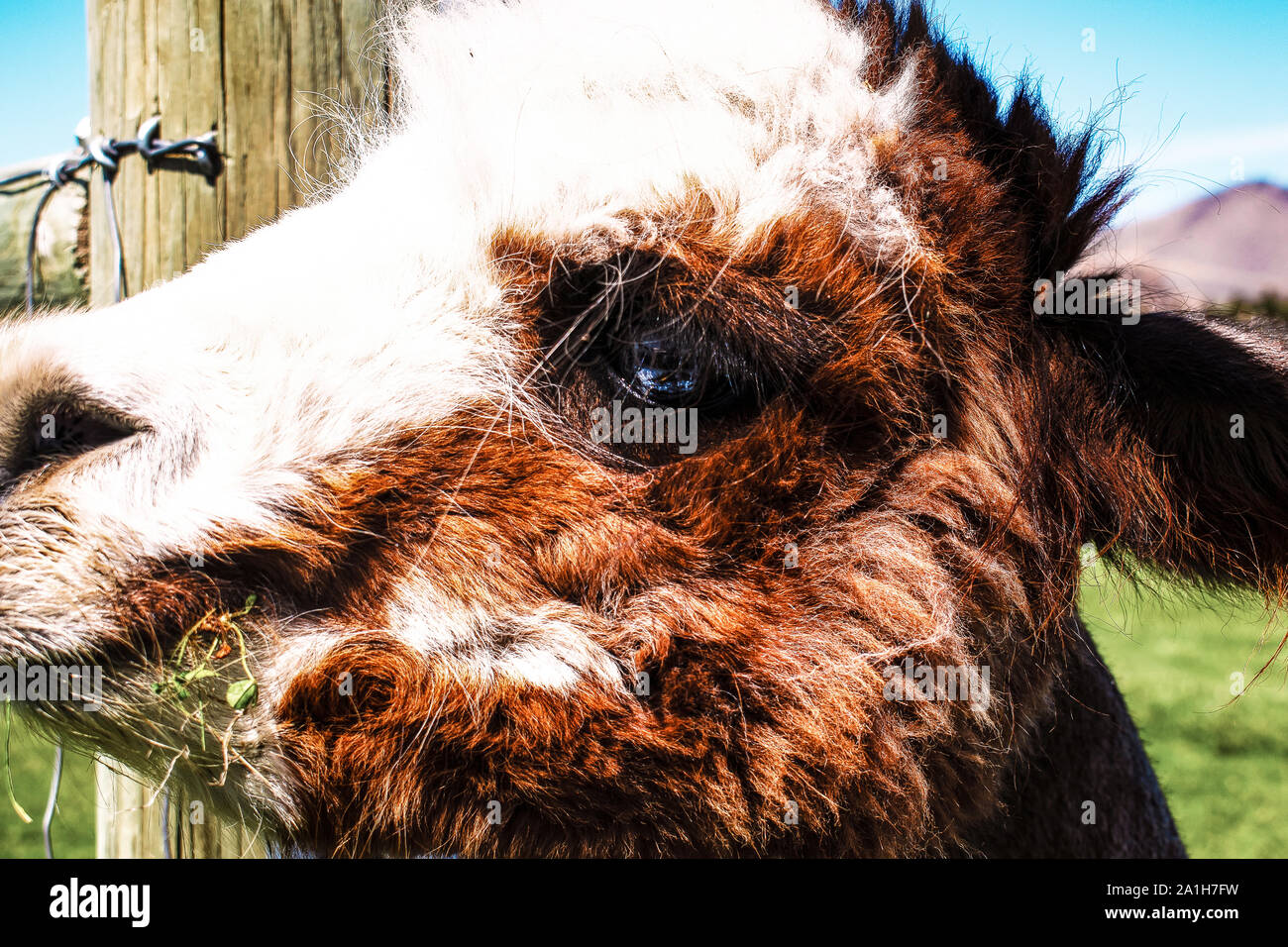 Primo piano del giovane adorabile Alpaca mangiare Clover - Ritratto Foto Stock