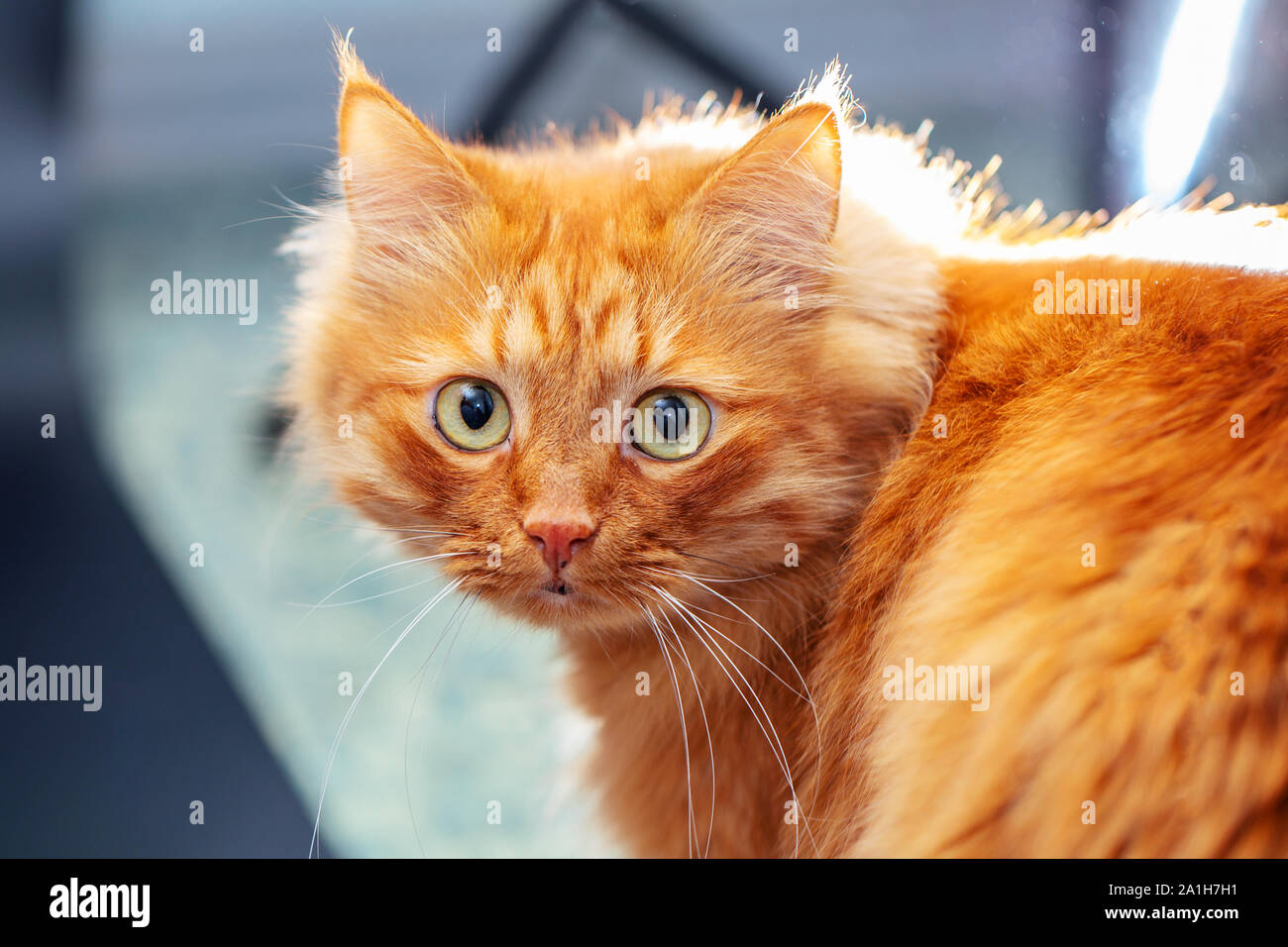 Ritratto di un soffice gatto rosso su uno sfondo sfocato. Museruola sul lato destro del telaio, il gatto ha girato intorno e guarda in lontananza. Chiudere- Foto Stock