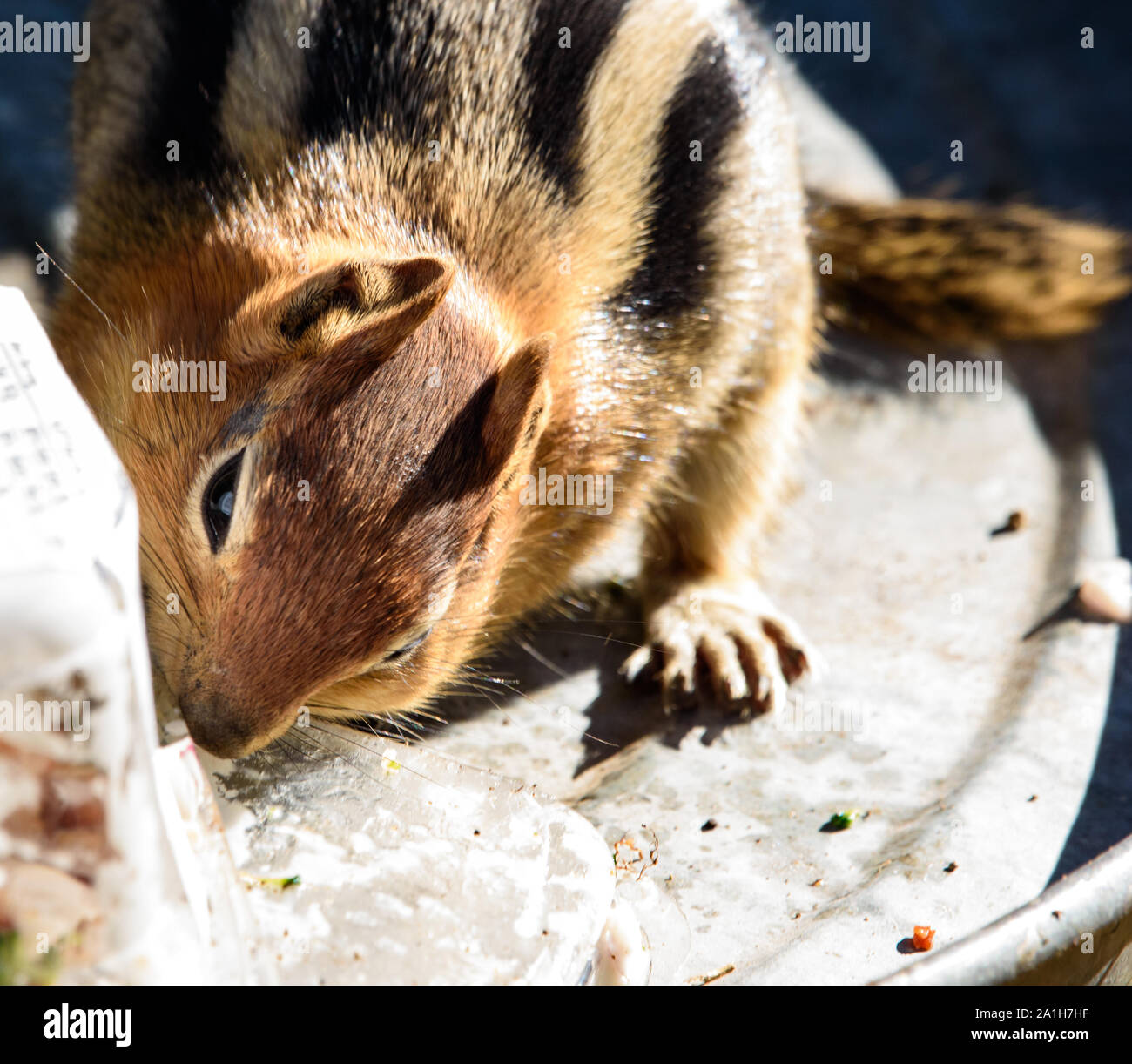 Massa Golden-Mantled scoiattolo rovistando nel cestino in Paulina Lake Park, Oregon centrale Foto Stock