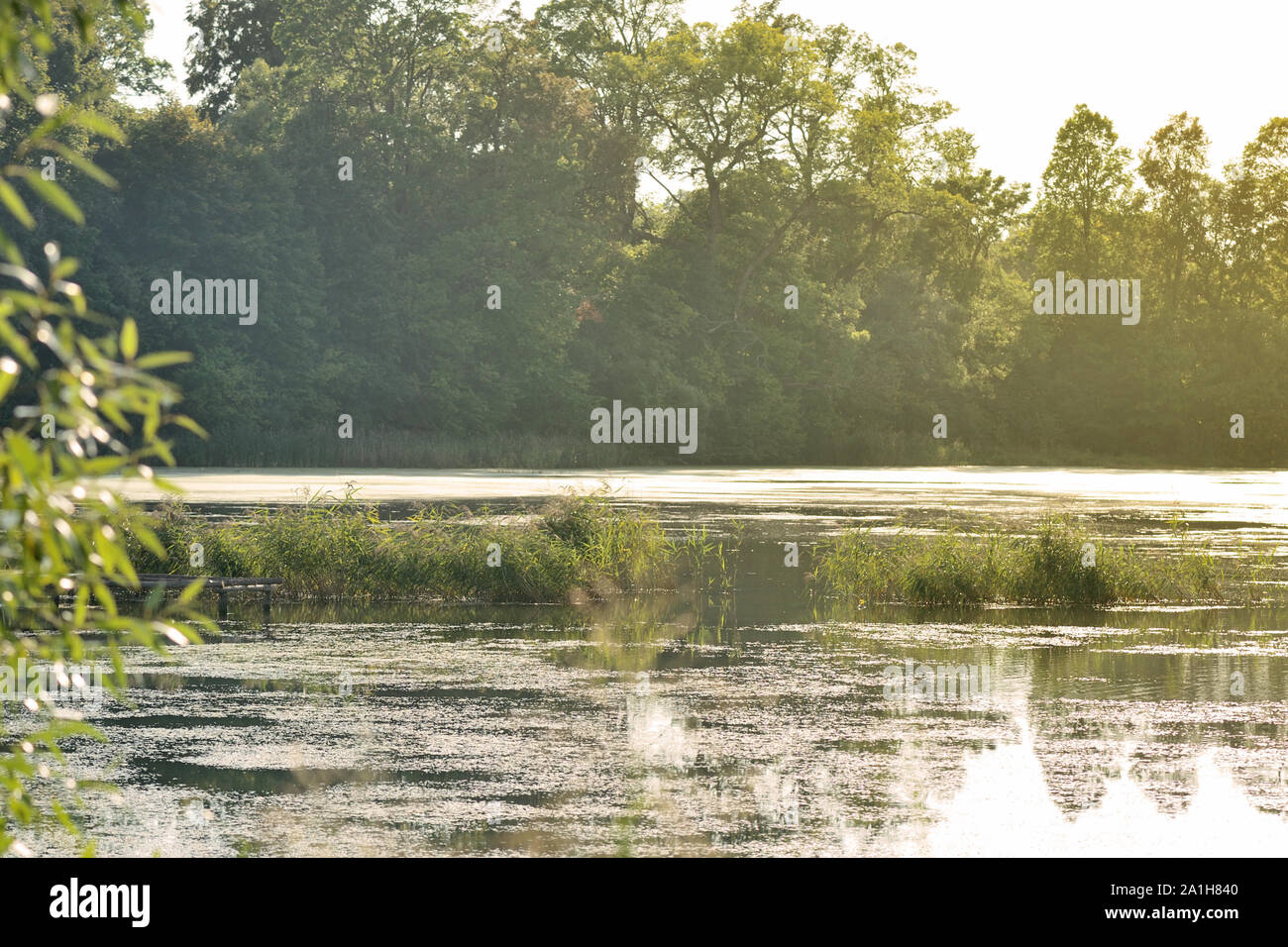 Un vecchio stagno ricoperta con lenticchie d'acqua è illuminato dal sole su una sera d'estate. Sfondo naturale Foto Stock
