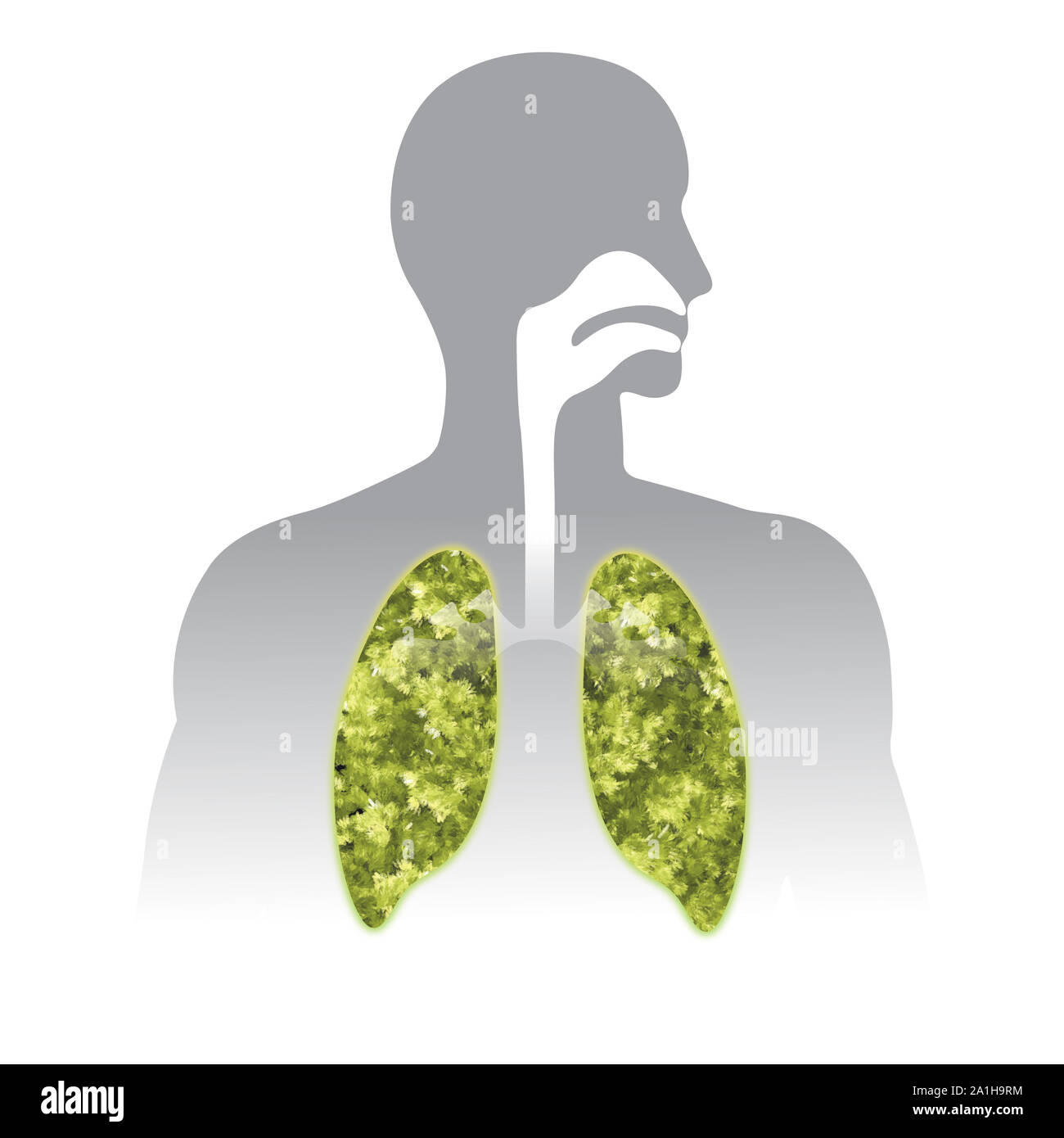 Un alito fresco. Il verde di polmone umano info illustrazione grafica. Parti del corpo umano. Foto Stock