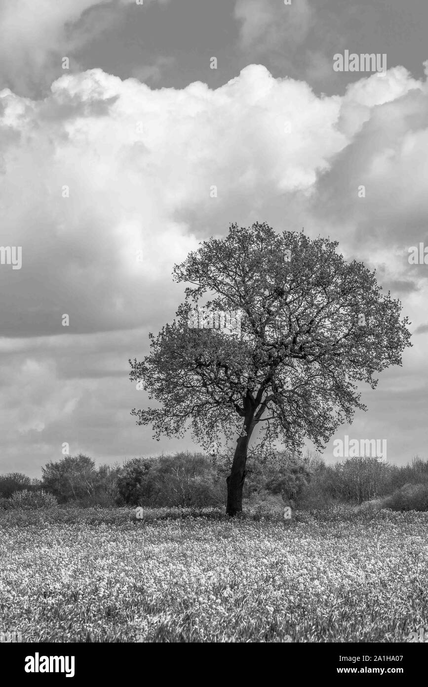 Un singolo albero di campagna circondata da fiori Foto Stock