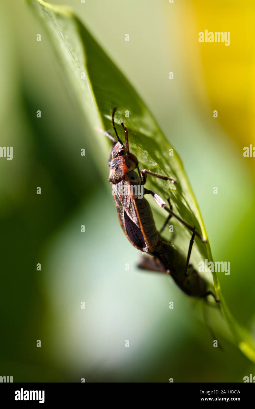 Bug coniugata sulla foglia verde con sfondo sfocato Foto Stock