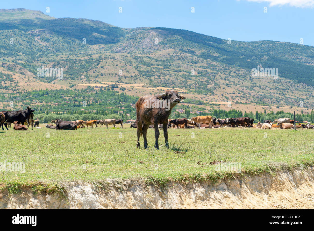 Giovane bufalo d'acqua cercando e vacche in background, Lago di Eber, Turchia Foto Stock