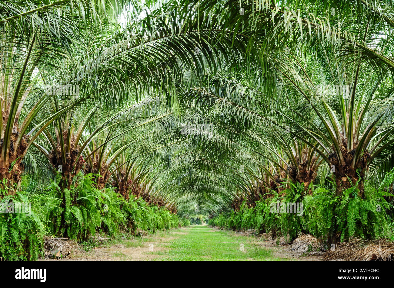 Bella fila di palme da olio plantation con qualche raggio di luce Foto Stock