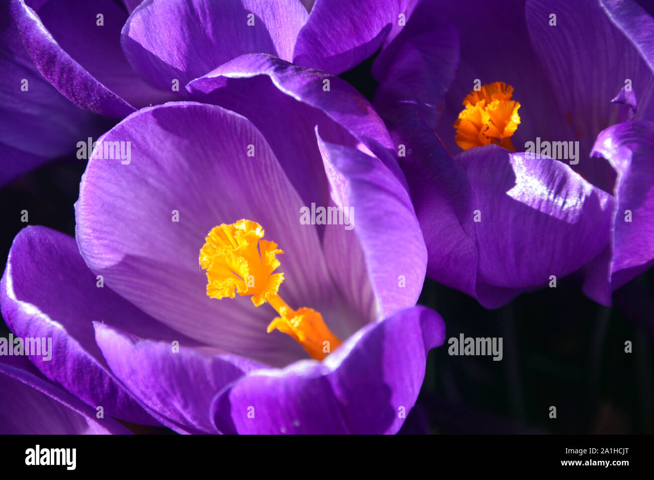 Un mazzetto di Viola crocus vernus "Fiore Record' fiori che crescono in una frontiera di RHS Garden Harlow Carr, Harrogate, Yorkshire. Inghilterra, Regno Unito. Foto Stock