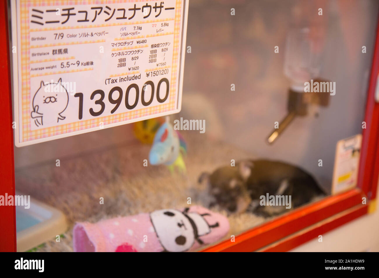 Tokyo, Giappone. Un live in miniatura CUCCIOLO SCHNAUZER di meno di mese di traino vecchio sul display in una delle gabbie sigillato per la vendita di circa $ 1.300 US o £1,054 UK. Foto Stock