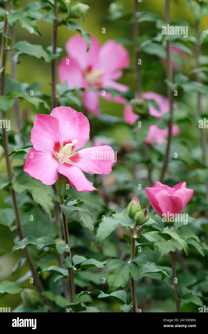 Rosa/fiori viola di albero hollyhock, Hibiscus syriacus 'Woodbridge', rosa di Sharon 'Woodbridge Foto Stock