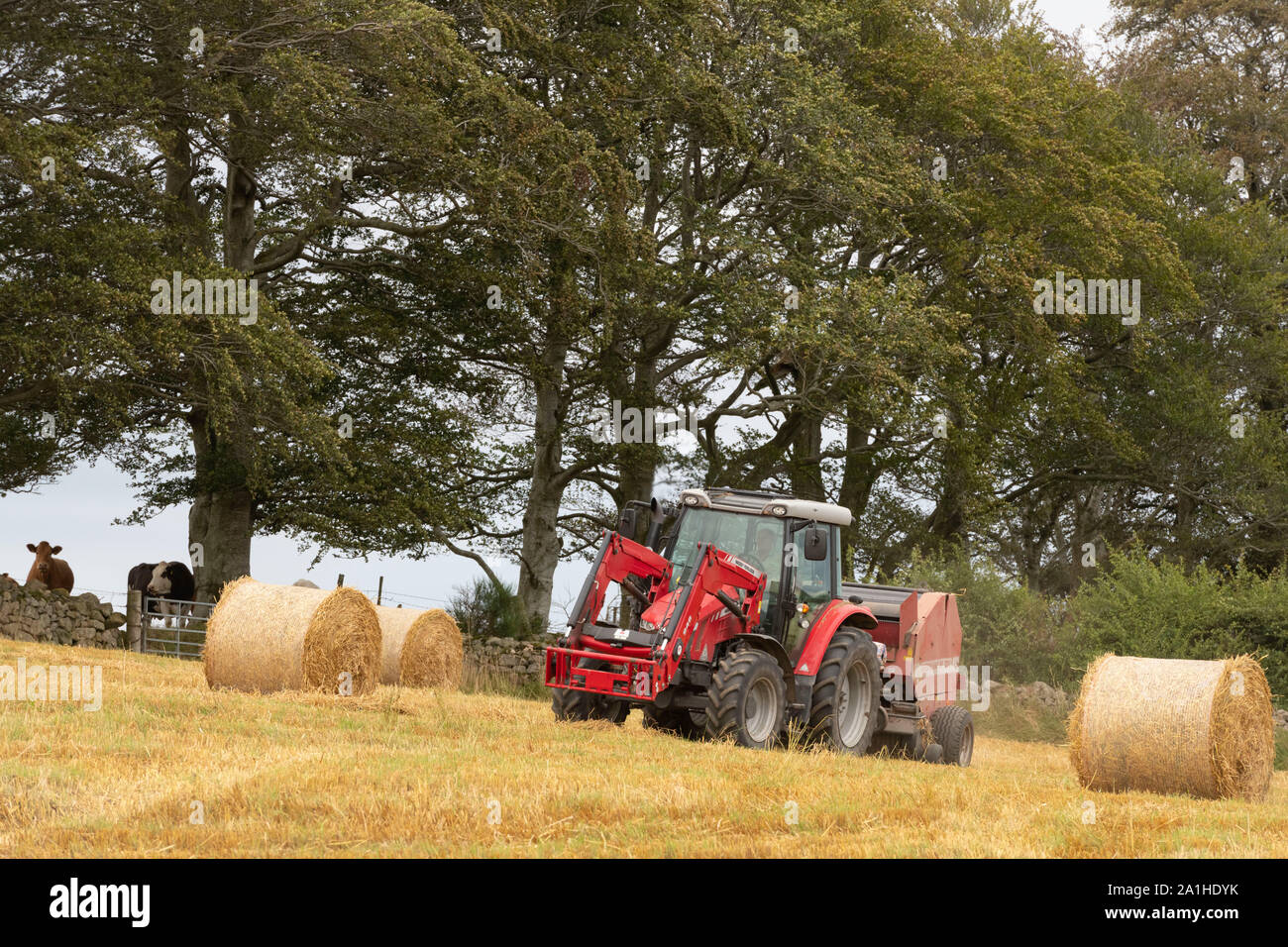 Un agricoltore balle di paglia in un campo delimitato da una linea di faggi in Aberdeenshire Foto Stock