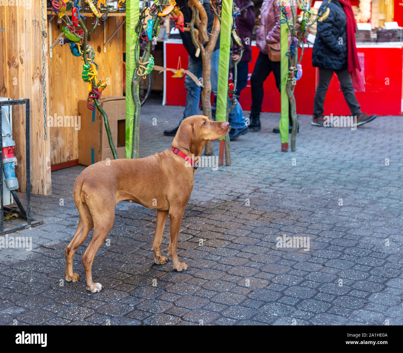 Ungherese a pelo corto cane di puntamento (Vizsla) al mercato di Natale. Lonely cane è in attesa di qualcuno, cercando Foto Stock