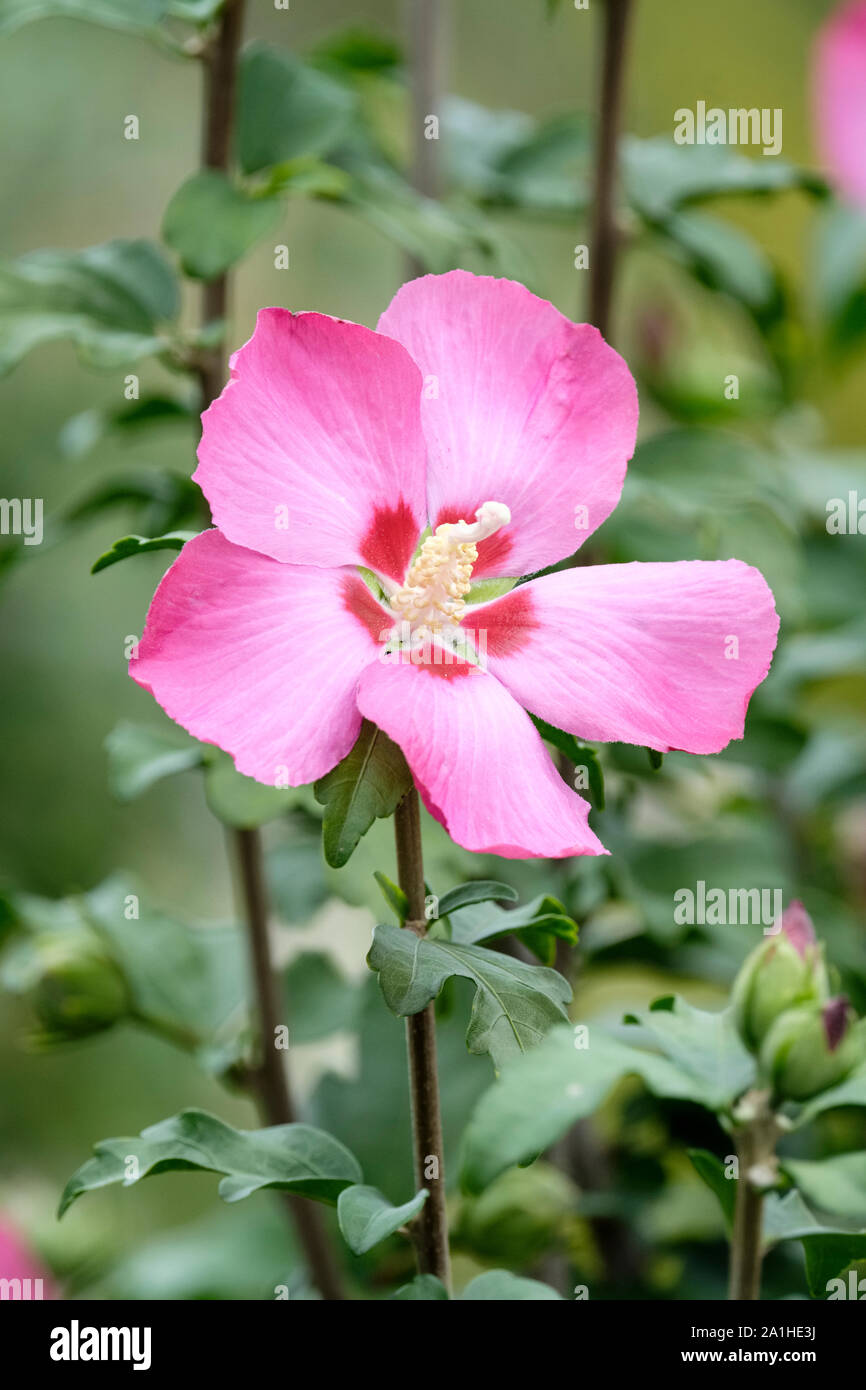 Rosa/fiori viola di albero hollyhock, Hibiscus syriacus 'Woodbridge', rosa di Sharon 'Woodbridge Foto Stock