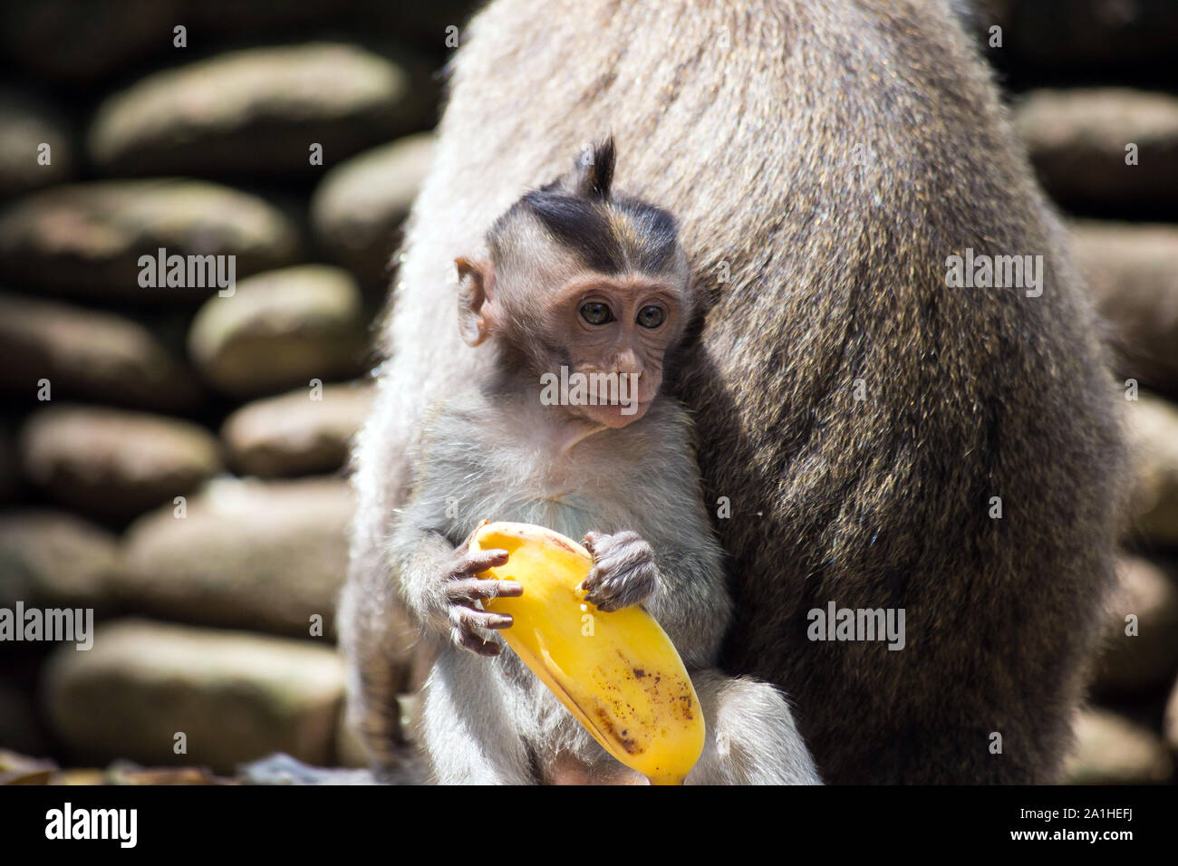 Carino wild Baby monkey tenendo una buccia di banana, vicino a madre nella fauna selvatica Foto Stock
