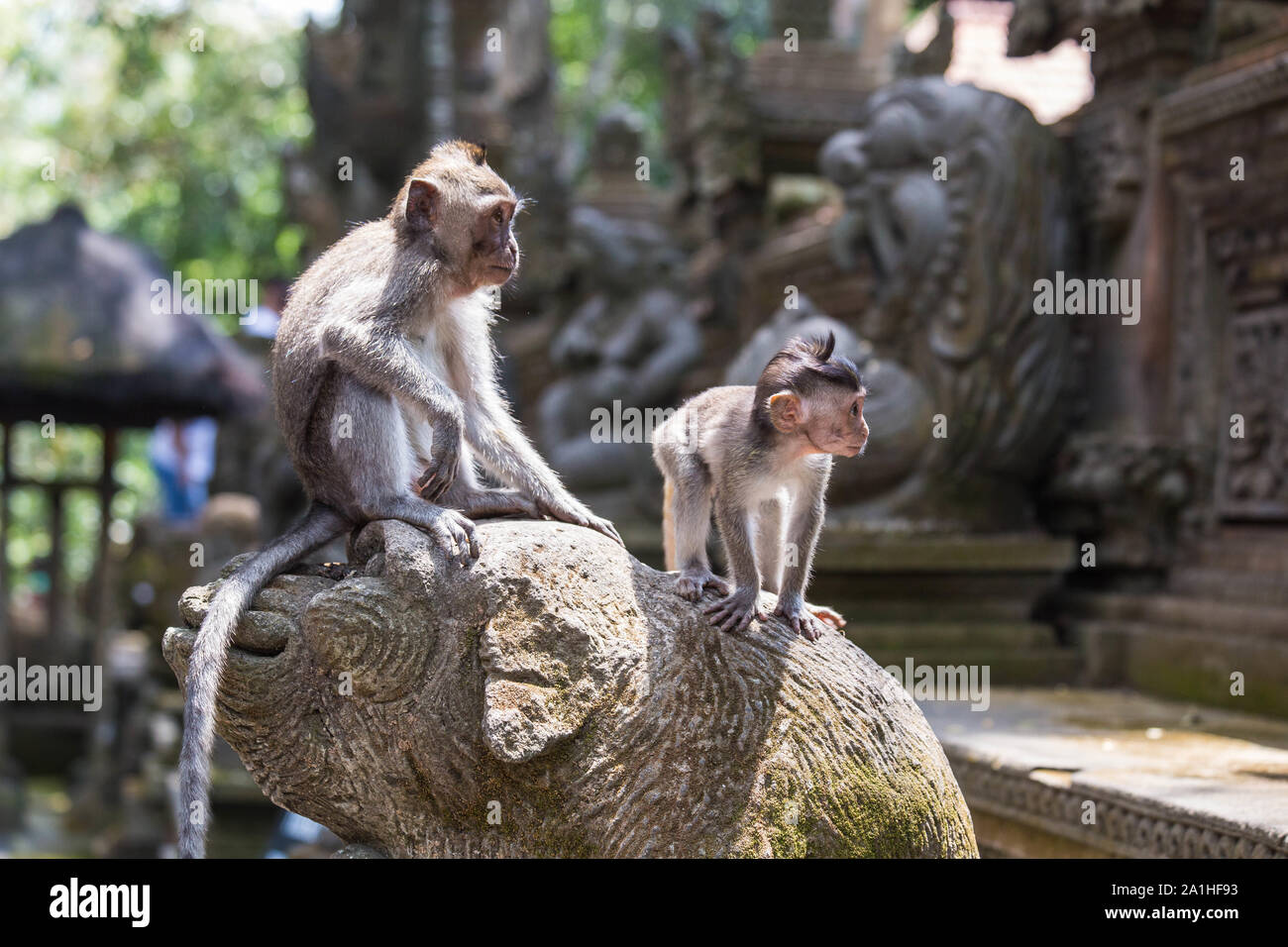 Due scimmie in piedi su un ornamento del tempio di Bali, guardando a vista nella giungla Foto Stock