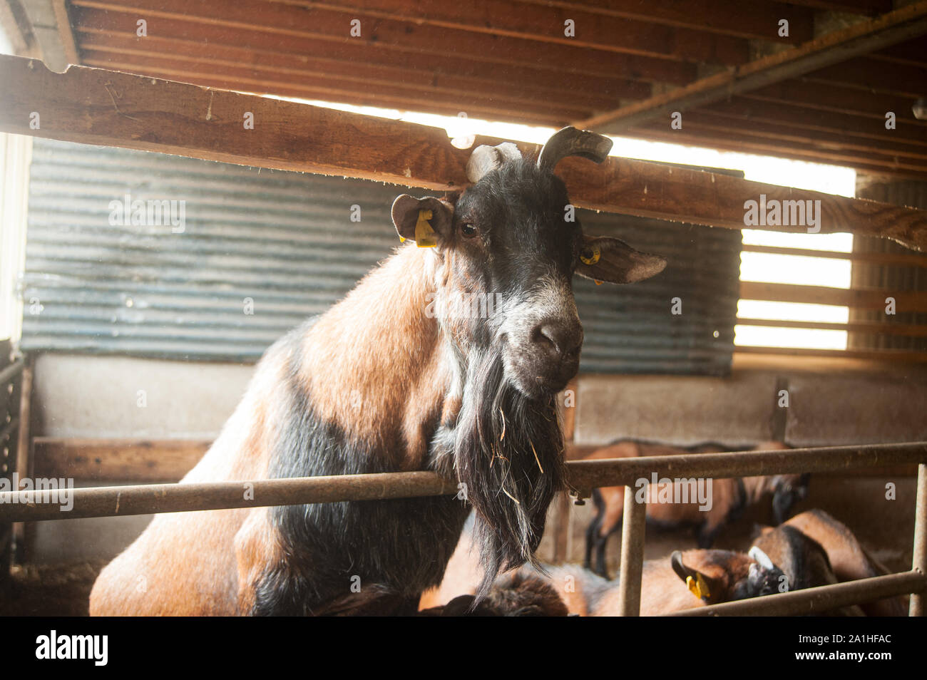 Portret di un marrone buck in uno stabile con retroilluminazione difficili Foto Stock