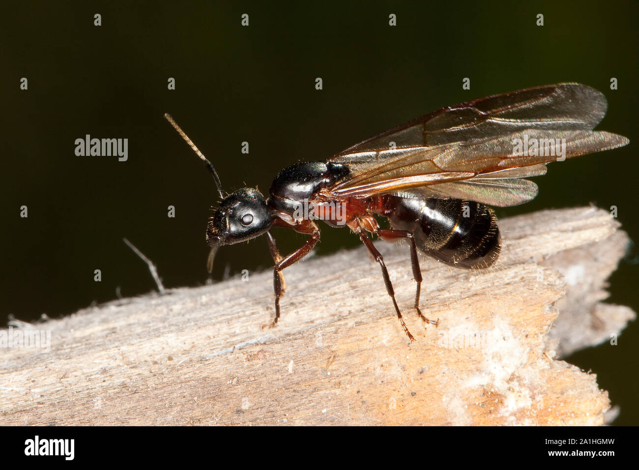 Braunschwarze Rossameise, Riesenameise, Ross-Ameise, Riesen-Ameise, Roßameise, Camponotus ligniperdus, Camponotus ligniperda, falegname ant Foto Stock