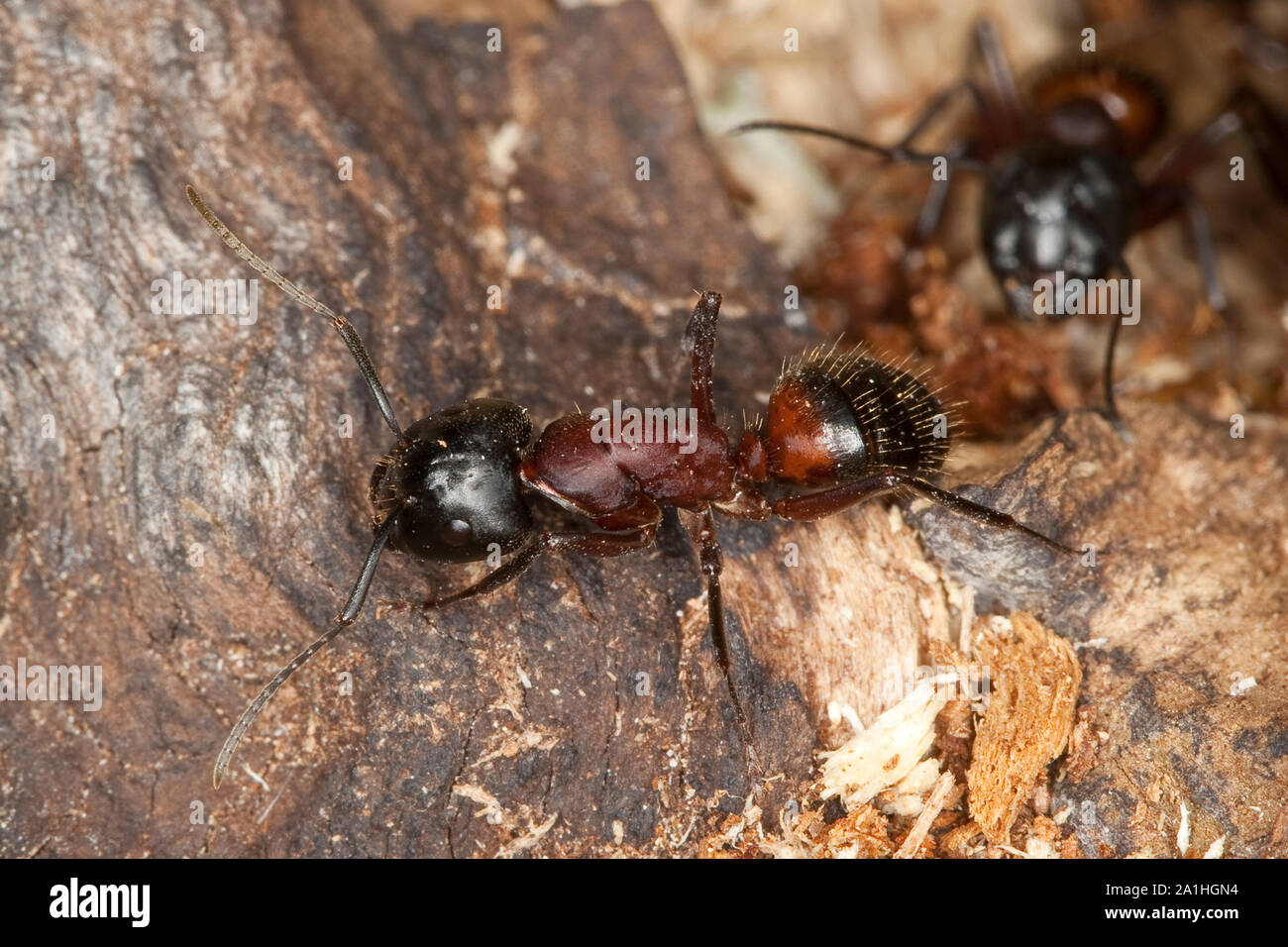 Braunschwarze Rossameise, Riesenameise, Holzzerstörende Rossameise, Ross-Ameise, Riesen-Ameise, Roßameise, Camponotus ligniperdus, Camponotus ligniper Foto Stock