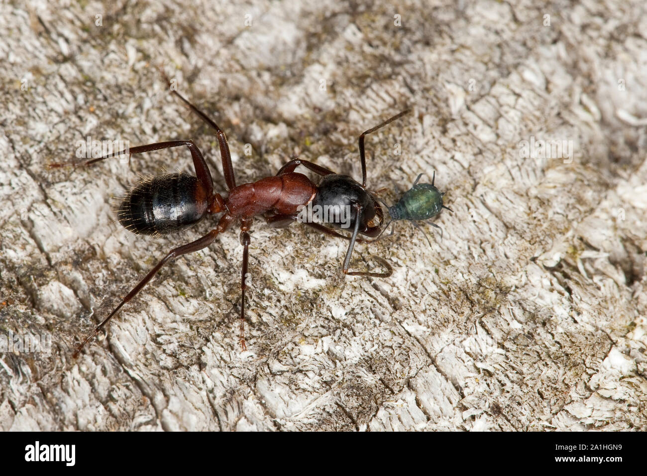 Braunschwarze Rossameise, Riesenameise, Holzzerstörende Rossameise, Ross-Ameise, Riesen-Ameise, Roßameise, mit einer Blattlaus, Camponotus ligniperdus Foto Stock